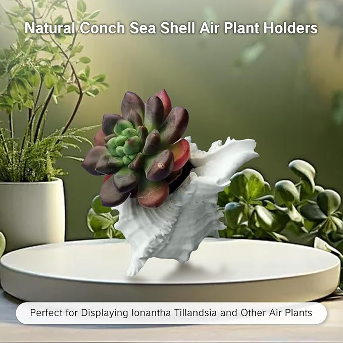 NIIIYTYB Air Plant Holders Natural Conch Shell Seashell Planters for Tillandsia Succulent Display Decorative Air Plant Pots Beach Themed Home Décor for Garden Parties No Plants Included 3-4 Inch