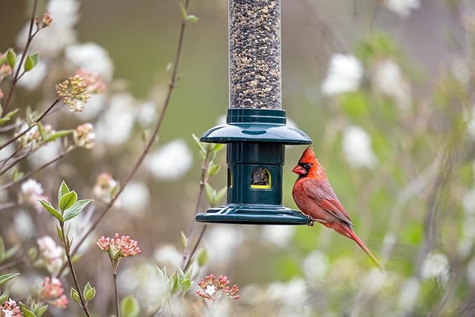 Squirrel Buster Evolution Truly Squirrel-Proof Bird Feeder, Double Cardinal Ring, 1.9-Pound Seed Capacity, Green