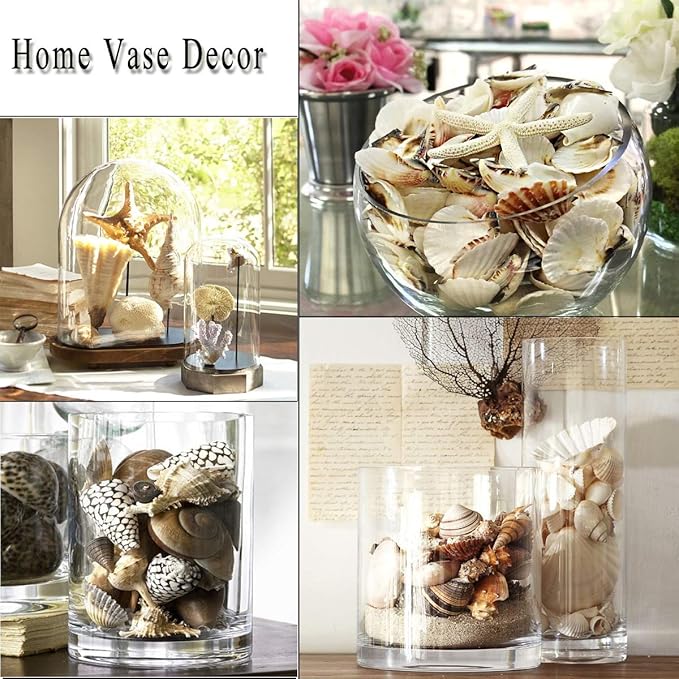 12 PCS Large Seashells Mixed Beach Sea Shells and Ocean Natural Starfish,Natural Colorful Sea Shells Starfish Up to 6.5 Inch, Perfect for Beach Theme Party Home Decor DIY Crafts Fish Tank Decorations