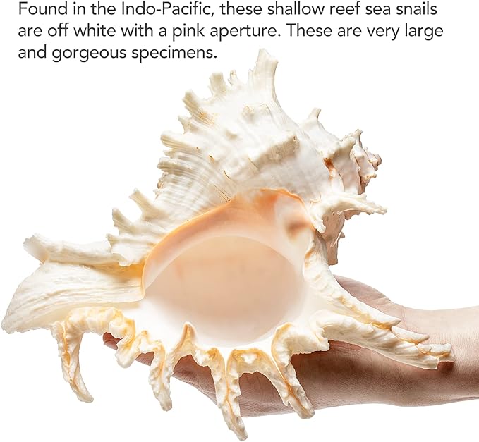 Giant Natural Conch Shell, Murex Ramosus Shell (1 Shell 7.5-9 inches), Large Sea Shell for Vase Filler, Air Plants, Home Decor, Wedding Decor Beach Theme Party, Aquarium Decoration Accessories