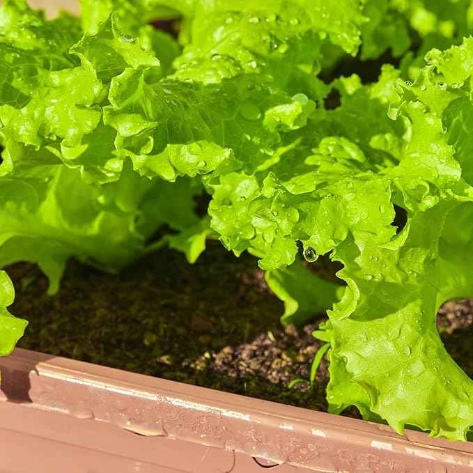 20,000+ Lettuce Seeds, Heirloom Winter Vegetable Seed for Planting Indoor Outdoor, 10 Varieties Fresh Lettuce Salad Seeds Garden Hydroponics Kit - Romaine, Iceberg, Boston, Bibb and More, Non-GMO