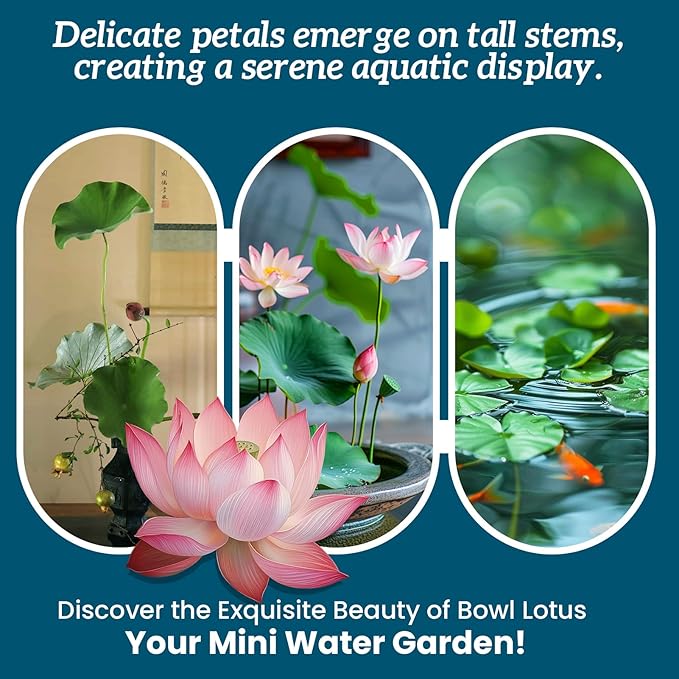 Lotus Seeds for Planting in Water | 30 PCS Mixed Color Bowl Lotus Seeds for Indoor Bonsai, Outdoor Ponds & Garden | Non-GMO Water Lily Aquatic Plant Seeds