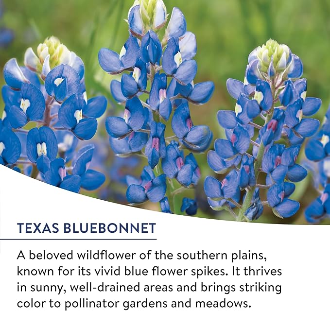 Burpee Wildflower Seeds American Wild | 25,000 Bulk Seeds, Multi, 1 Bag | 13 Varieties of Non-GMO Flower Seeds| Covers 1,000 Sq. Ft.