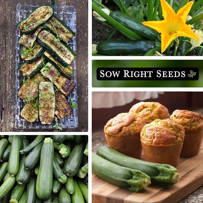 Sow Right Seeds - Black Beauty Zucchini Seeds for Planting - Non-GMO Heirloom Packet with Instructions to Plant a Home Vegetable Garden - Summer Squash - Classic Zucchini Good for Large Containers (2)