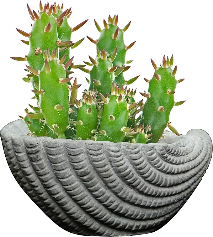 Classic Home and Garden Cement Seashell Planter, Cute Desk Decoration or Gift – Shell Planter w Drain Plug – Succulent Plant Pot for Indoor/Outdoor Beach Décor