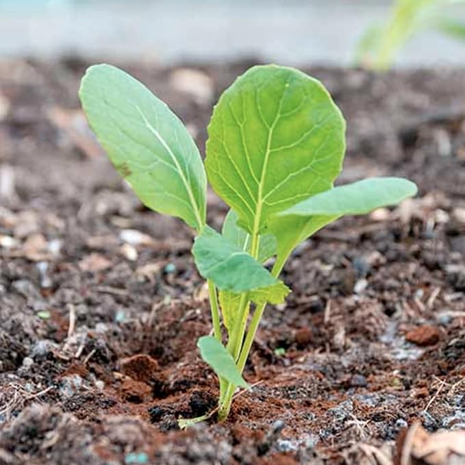 Seed Needs, Long Island Improved Brussels Sprout Seeds - 500 Heirloom Seeds for Planting Brassica oleracea - Non-GMO & Untreated for an Outdoor Garden (1 Pack)