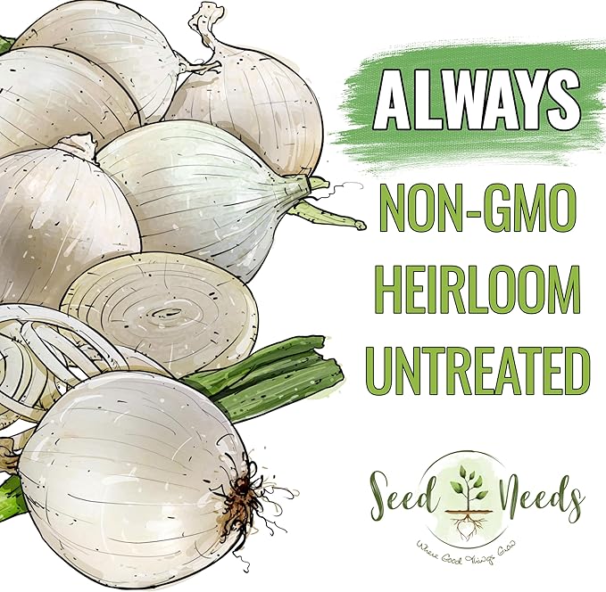 Seed Needs Onion Seeds for Planting White Sweet Spanish Long Day Onions - Non-GMO Heirloom & Untreated Vegetable Seeds to Plant an Outdoor Home Grown Veggie Garden (1 Pack)