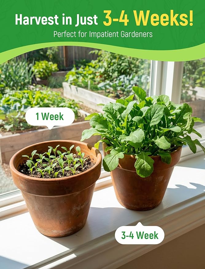 Arugula Seeds for Planting - Heirloom Roquette Seeds, Fast-Growing Peppery Greens for Indoor/Outdoor Gardens, Harvest in 3-4 Weeks, Cut-and-Come-Again Salad Seeds