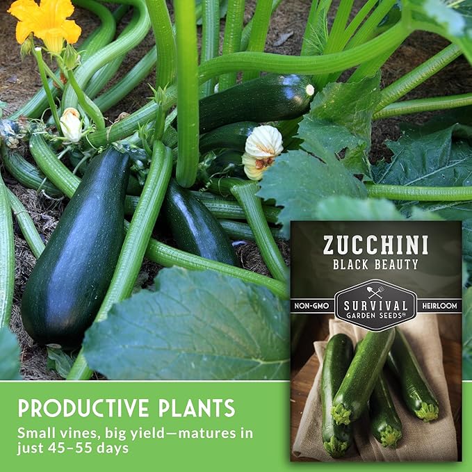 Survival Garden Seeds - Black Beauty Zucchini Seed for Planting -3 Packs with Instructions to Plant & Grow Dark Green Summer Squash Plants in Your Home Vegetable Garden - Non-GMO Heirloom Variety