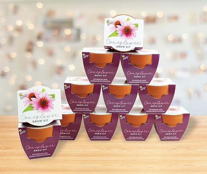 BUZZY Seeds Coneflower Mini Grow Pots 12-Pack – Terracotta Flower Starter Kit, DIY Gardening Project, Indoor-Outdoor Plant Gift