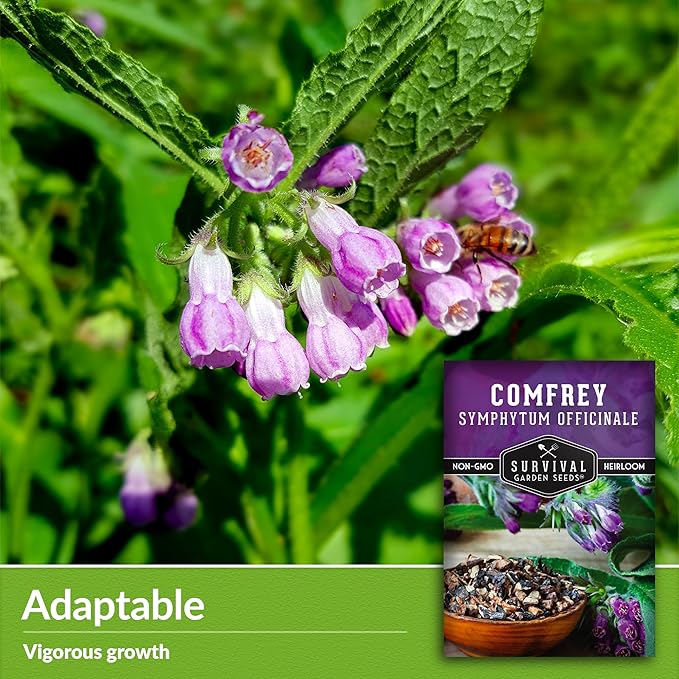Comfrey Seeds for Planting - Symphytum Officinale Medicinal Perennial Herb for Compost Tea & Natural Skincare - True Slippery Root Non-GMO Heirloom - Survival Garden Seeds (2 Pack)