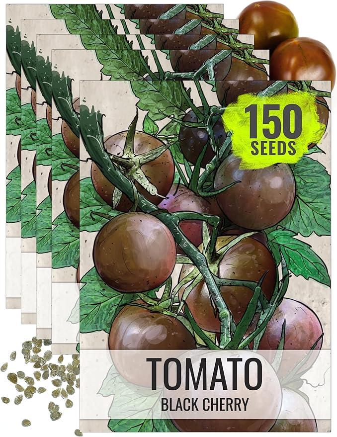 Seed Needs Tomato Seeds for Planting Black Cherry Tomatoes - Non-GMO Heirloom & Untreated Indeterminate Variety to Plant a Home Grown Outdoor Vegetable Garden (5 Packs)