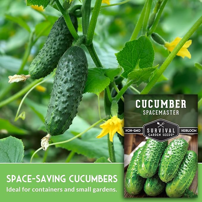 Spacemaster Cucumber Seeds for Planting | Compact Heirloom Non-GMO Variety for Small-Space Gardens – Survival Garden Seeds (1 Pack)