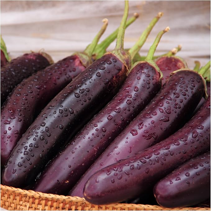 Seed Needs Eggplant Seeds for Planting Long Purple Eggplants - Non-GMO Heirloom & Untreated Annual Crops - Grow a Home Grown Vegetable Garden Outdoors (5 Packs)
