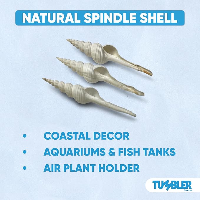 Tumbler Home Large Conch Sea Shells for Decorating or Fish Tank, Coastal & Nautical Decor, Air Plant Holder, Aquarium Ornaments, Big Sea Shell, Decorative Seashells, Beach Party Decor (Spindle)