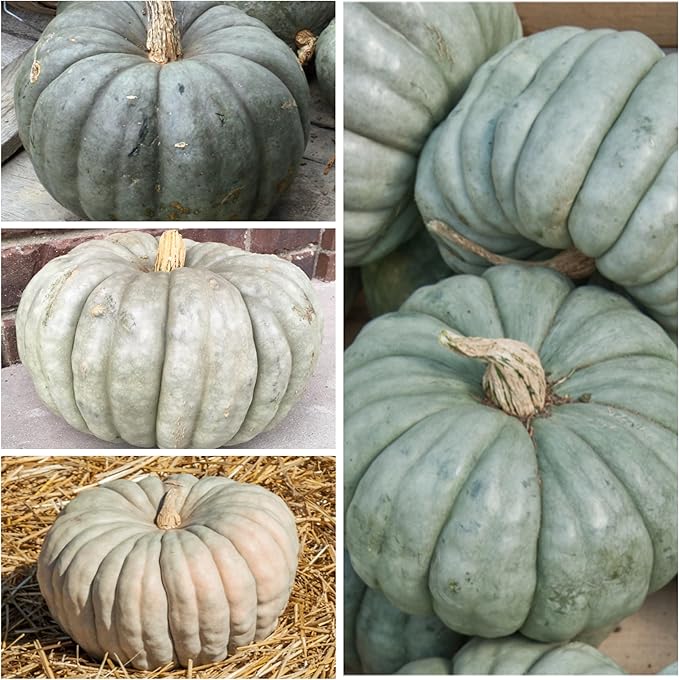 Seed Needs Pumpkin Seeds for Planting Blue Jarrahdale Pumpkins - Non-GMO Heirloom & Untreated Cucurbita Maxima Seed to Plant an Outdoor Home Grown Vegetable Garden (1 Pack)