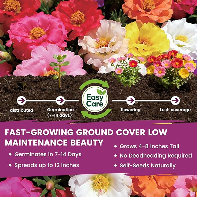 Moss Rose Seeds Bulk Pack - 50,000+ Non-GMO Heirloom Portulaca Seeds for Planting Outdoors, Rainbow Color Mix, Drought-Tolerant Ground Cover & Container Flowers, USDA Zones 2-11