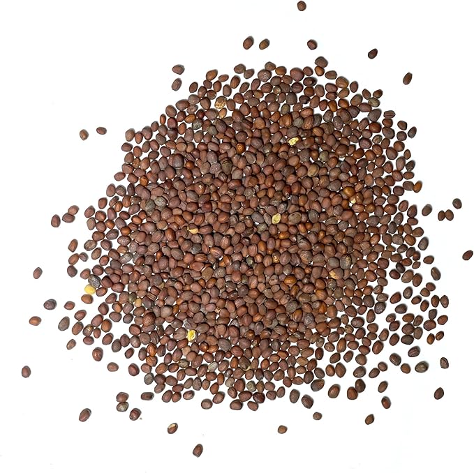 Seed Needs Radish Seeds for Planting Watermelon Radishes - Non-GMO Heirloom & Untreated - Grow a Home Grown Vegetable Garden - Cool Weather Crops (5 Packs)