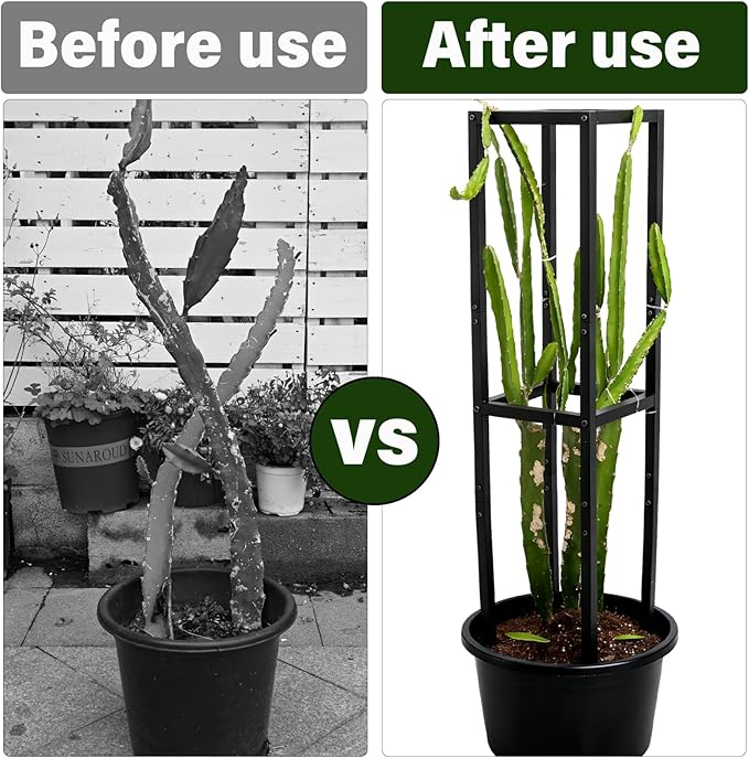 48x12 Inches Dragon Fruit Trellis for Climbing Plants - Premium Quality Metal Support Stand, Weather-Resistant & Durable for Gardeners and Plant Enthusiasts