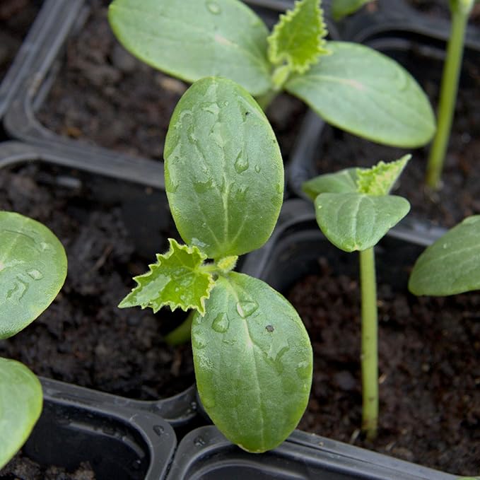 Seed Needs Cucumber Seeds for Planting Spacemaster 80 Cucumbers - Non-GMO Heirloom & Untreated Vegetable Seed to Plant an Outdoor Home Grown Veggie Garden (1 Pack)