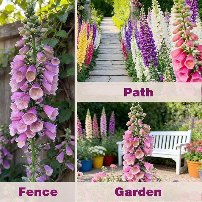 250,000+ Foxglove Seeds Bulk Pack - Tall Spire Blooms, Mixed Colors for Garden Borders, Easy Planting for Home Gardening - Ideal for Backyard Flower Beds, Landscaping, and Pollinator-Friendly Gardens