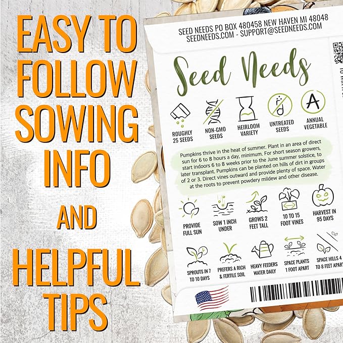 Seed Needs Pumpkin Seeds for Planting Small Sugar Pie Pumpkins - Non-GMO Heirloom & Untreated Vegetable Seeds to Plant a Home Grown Vegetable Garden/Pumpkin Patch (2 Packs)