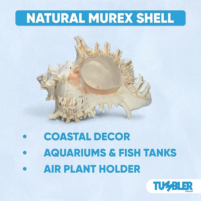 Tumbler Home Large Conch Sea Shells for Decorating or Fish Tank, Coastal & Nautical Decor, Air Plant Holder, Aquarium Ornaments, Big Sea Shell, Decorative Seashells, Beach Party Decor (Murex)