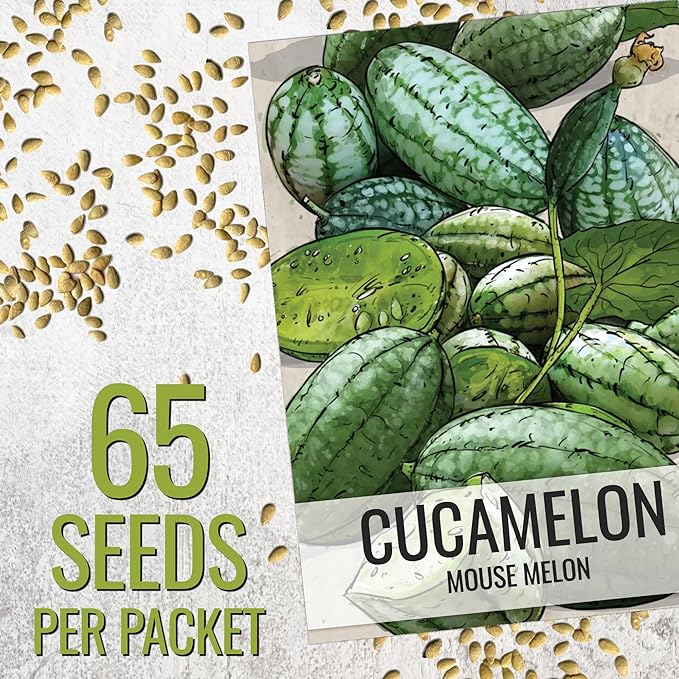 Seed Needs Cucamelon Seeds for Planting Mexican Sour Gherkin Miniature Mouse Melons - Non-GMO Heirloom & Untreated - Grow a Home Grown Indoor Outdoor Vegetable Garden (5 Packs)