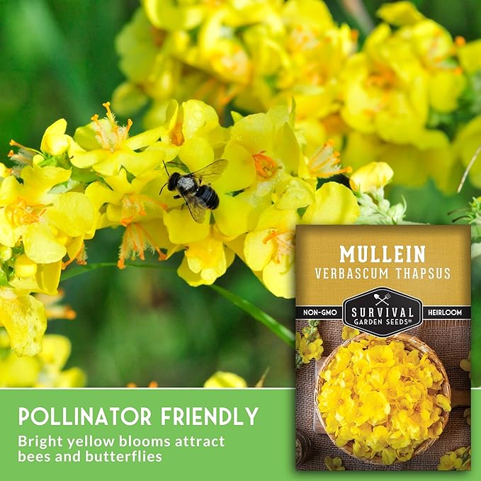 Mullein Seeds for Planting - Verbascum Thapsus Medicinal Biennial Herb with Tall Yellow Flowers - Heirloom Non-GMO Open Pollinated Pollinator Friendly - Survival Garden Seeds (1 Pack)