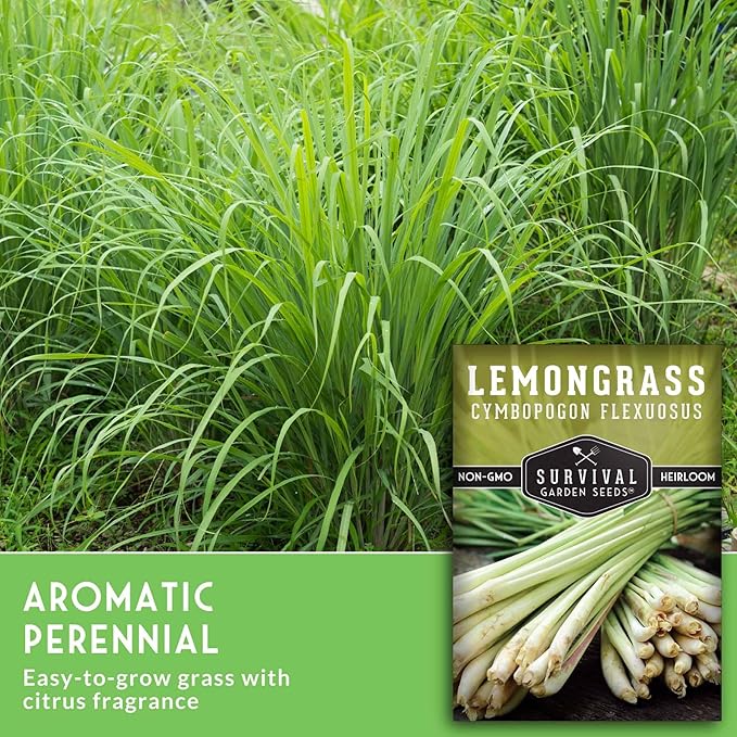 Lemongrass Seeds for Planting - Lemon Scented Asian Lemongrass for Your Home Vegetable Garden - Heirloom Non-GMO Open-Pollinated - Survival Garden Seeds (2 Packs)