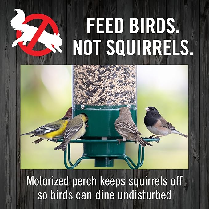 Droll Yankees Squirrel Proof Bird Feeders for Outdoors - YF-M - Flipper, Collapsible Perches, 5-Pound Seed Capacity, Green