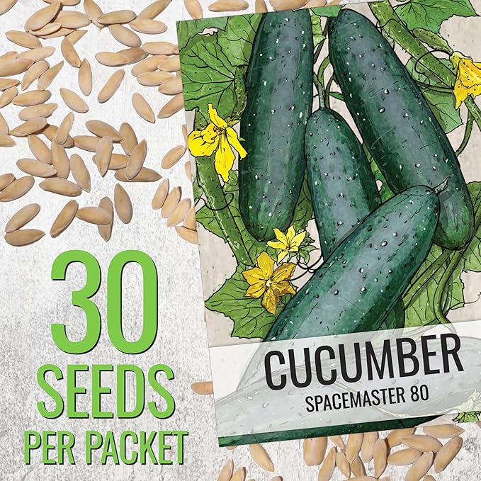 Seed Needs Cucumber Seeds for Planting Spacemaster 80 Cucumbers - Non-GMO Heirloom & Untreated Vegetable Seed to Plant an Outdoor Home Grown Veggie Garden (1 Pack)