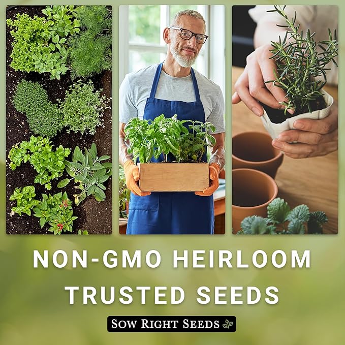 Sow Right Seeds - Genovese Sweet Basil Seed for Planting - Non-GMO Heirloom Packet with Instructions to Plant and Grow a Kitchen Herb Garden - Indoors or Outdoor - Great for Hydroponic Gardening (1)