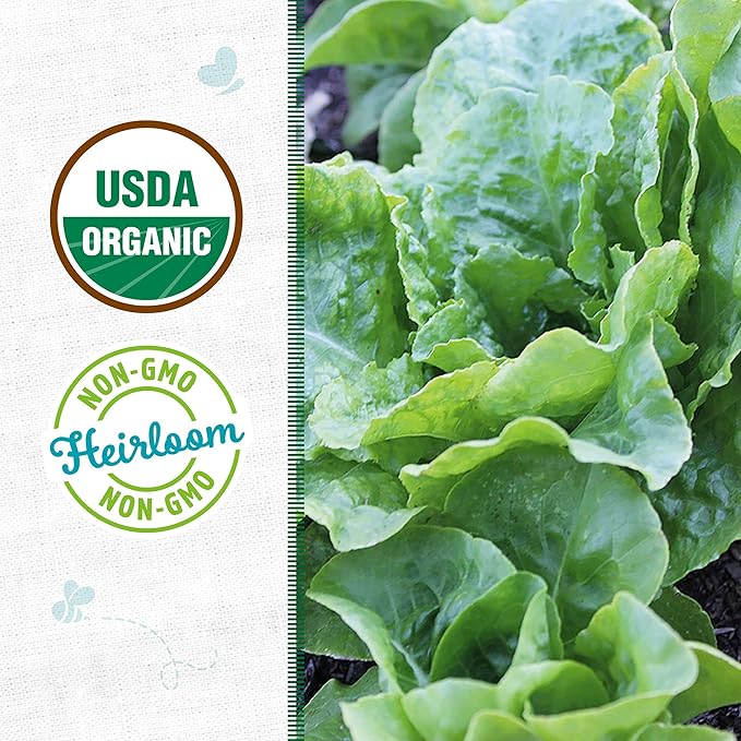 Back to The Roots 100% Organic Seed Packet - Lettuce 'Bibb Butterhead' 420mg