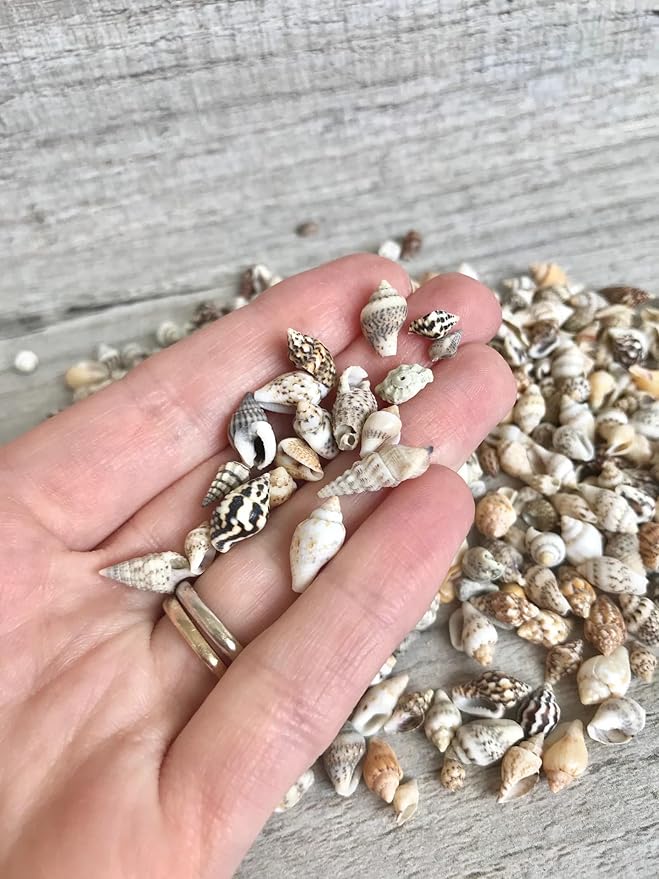 Small Seashells, Miniature Conch Shells, Tiny Sea Shell for Zen Garden, Terrarium or Fairy Garden Beach, Summer Tiny Shell Craft, Craft Making (100CS)