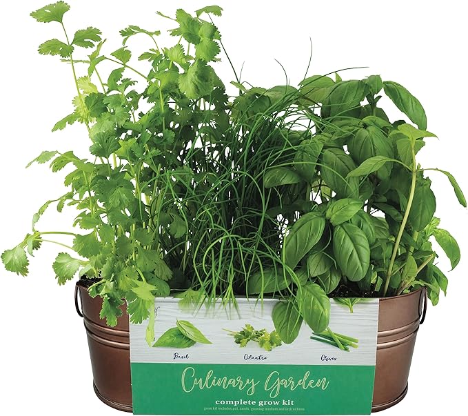 BUZZY Organic Windowsill Grow Kit – Copper Culinary Garden with Basil, Cilantro, and Chives, Grow Fresh Herbs Indoors, DIY Herb Starter Kit and Seed Kit, Unique Gardening Gift for Home and Parties