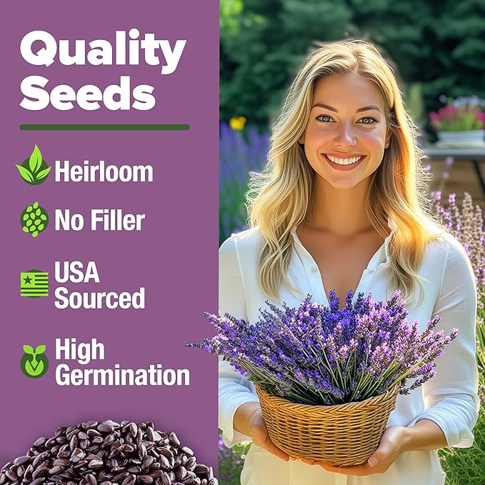 HOME GROWN Non GMO English Lavender Seeds 1,500+ Wildflower Seed for Planting Indoor/Outdoor, High Germination, Plant Flower Seeds (Lavandula antustifolia)
