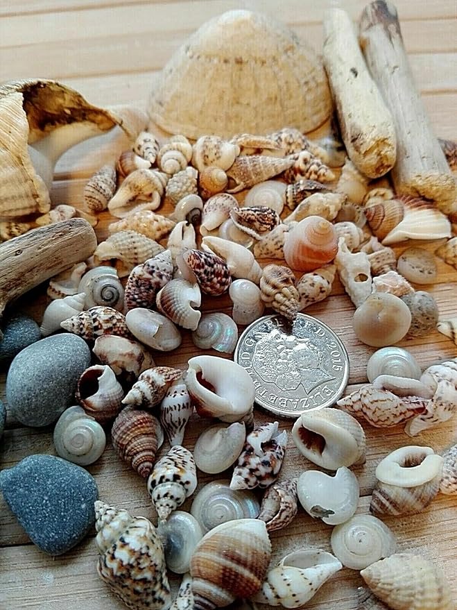 Small Seashells, Miniature Conch Shells, Tiny Sea Shell for Zen Garden, Terrarium or Fairy Garden Beach, Summer Tiny Shell Craft, Craft Making (100CS)