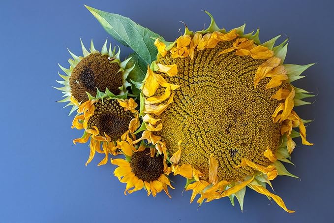 Mammoth Sunflower Seeds for Planting - Grow Giant Sun Flowers in Your Garden - 50 Non GMO Heirloom Seeds - Full Planting Instructions for Easy Grow - Great Gardening Gifts (5 Packets)