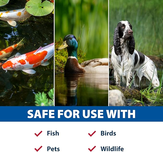 The Pond Guy Muck Defense, Natural Water Garden Muck Treatment, Living Beneficial Bacteria & Enzyme Sludge Remover, Safe Sludge Digester & Odor Control, Fish, Bird & Pet Safe, Easy Dosing, 96 Tablets