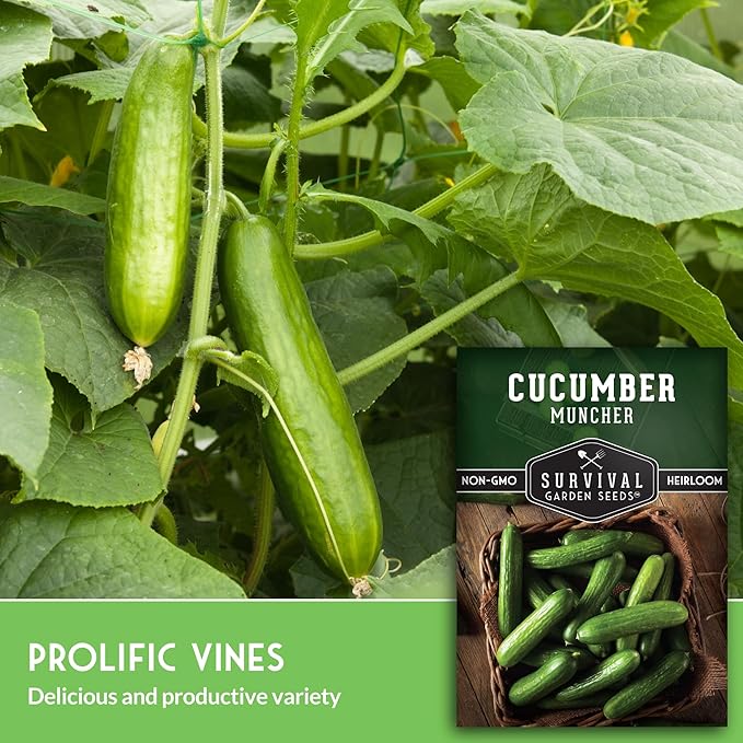 Muncher Cucumber Seeds for Planting | Burpless Variety with Smooth Skin for Snacking or Slicing – Survival Garden Seeds (2 Packs)