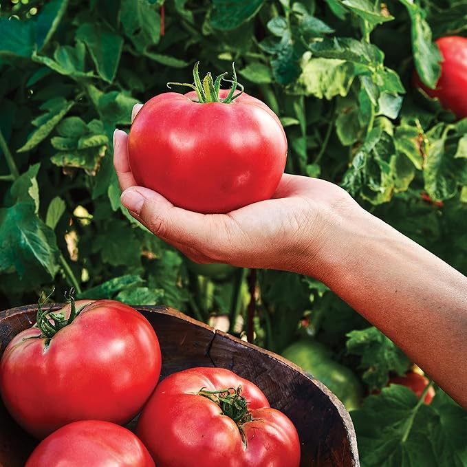 Burpee 'Medium Rare Hybrid' Tomato Seeds for Planting - Non-GMO, Indeterminate, Pink Beefsteak Slicing Tomato, 35mg Seed Packet for Home Garden