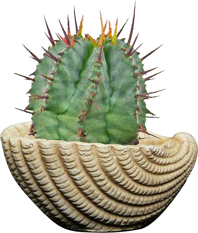 Classic Home and Garden Cement Seashell Planter, Cute Desk Decoration or Gift – Shell Planter w Drain Plug – Succulent Plant Pot for Indoor/Outdoor Beach Décor