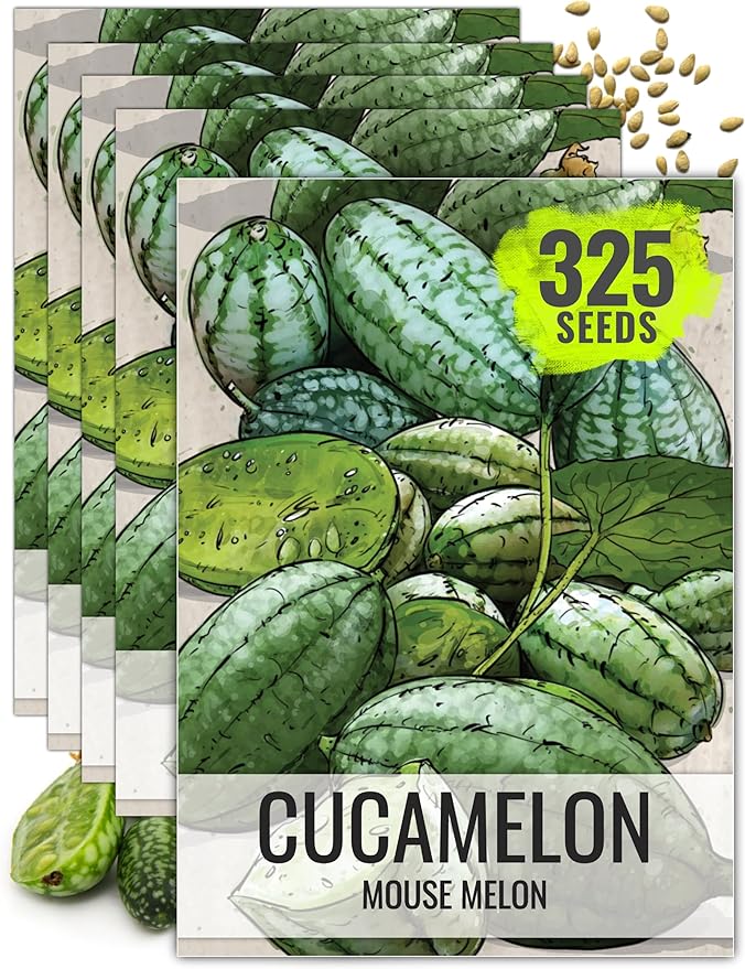Seed Needs Cucamelon Seeds for Planting Mexican Sour Gherkin Miniature Mouse Melons - Non-GMO Heirloom & Untreated - Grow a Home Grown Indoor Outdoor Vegetable Garden (5 Packs)