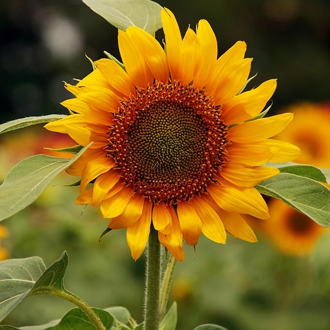 25 Pack Flower Garden Seeds - Deluxe Organic Heirloom Variety Pack, Non-GMO, Perfect for Home Gardening and Planting