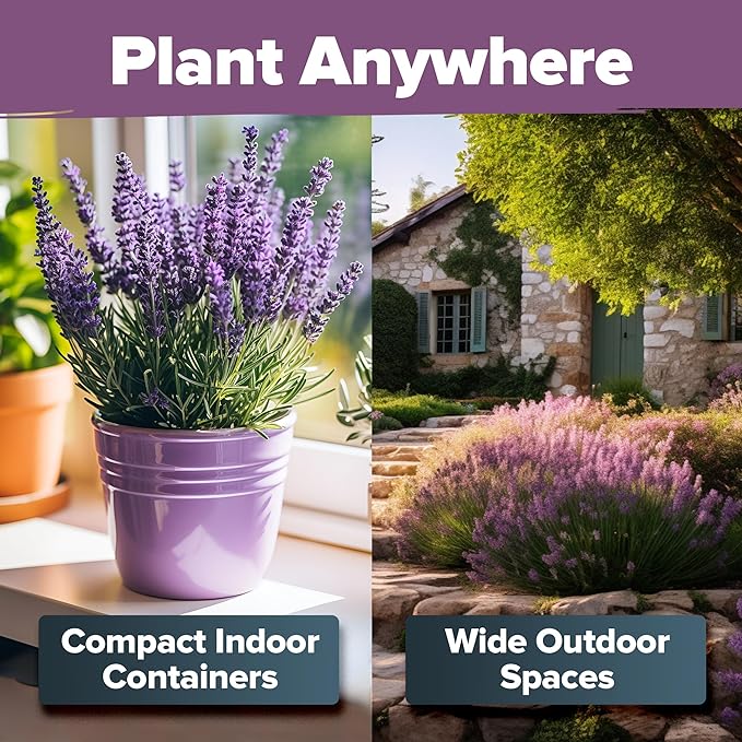 HOME GROWN Non GMO English Lavender Seeds 1,500+ Wildflower Seed for Planting Indoor/Outdoor, High Germination, Plant Flower Seeds (Lavandula antustifolia)
