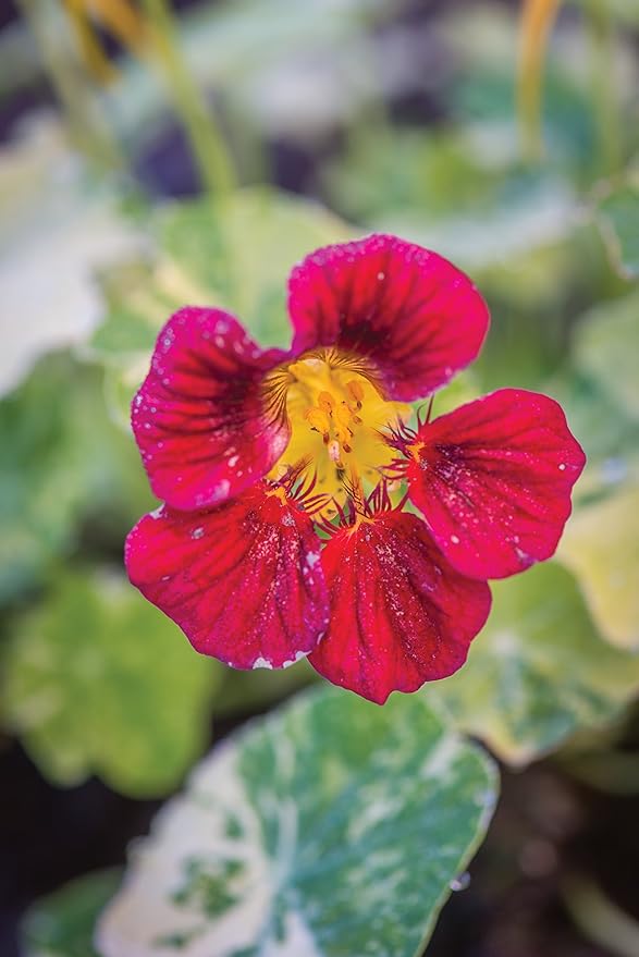 Burpee Troika Red Nasturtium Seeds 50 seeds