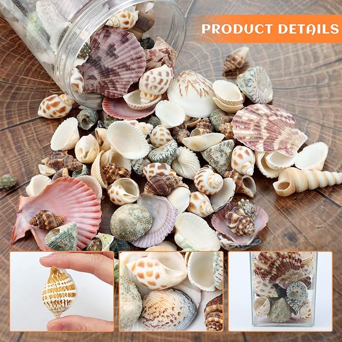 200 Pcs Sea Shells Bulk Mixed Ocean Beach Seashells for Kids, Various Sizes Natural Sea Shell for Crafts, Home Decorations, Beach Theme Party, Wedding Decor, DIY Crafts, Crafting Shells