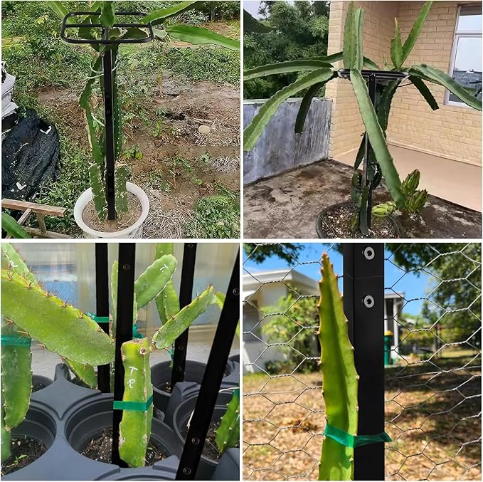 Premium Dragon Fruit Trellis - Durable Metal Trellis for Vertical Gardening and Climbing Plants - 12in x 12in x 50in