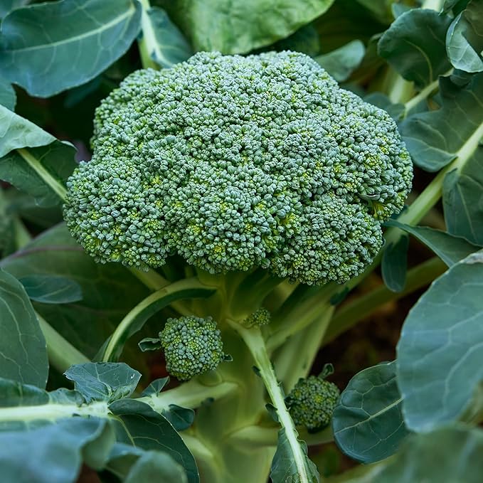 Burpee Sun King Hybrid Broccoli Seeds - Heat-Tolerant, High-Yield Hybrid